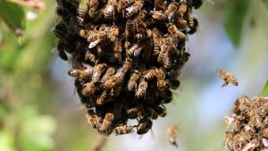 bees in a beehive, wasps, hornet nest, pest control company singapore